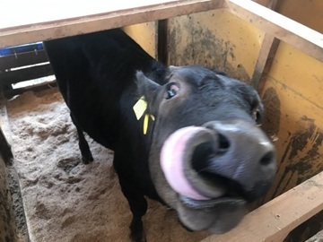 有限会社井寄牧場-4