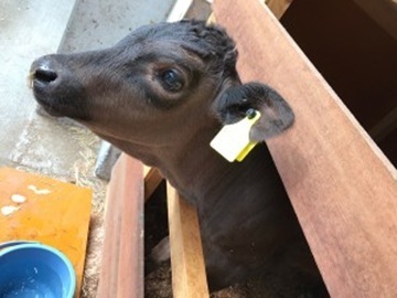 有限会社井寄牧場-5