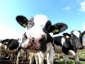 栃木県那須塩原市×酪農/法人【4375】-1