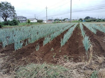 株式会社べジタプラザ-8