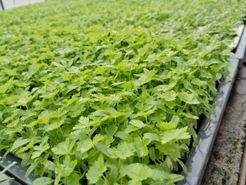 株式会社べジタプラザ-2