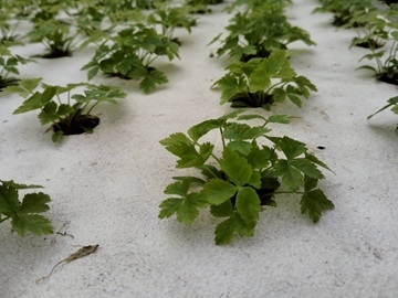 株式会社べジタプラザ-5