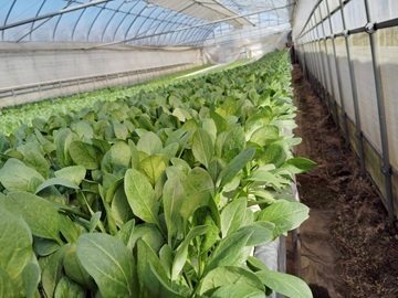 株式会社べジタプラザ-1