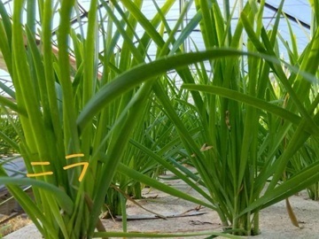 株式会社べジタプラザ-4