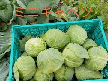 株式会社べジタプラザ-7