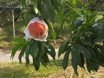 西岡農園(奈良)-5