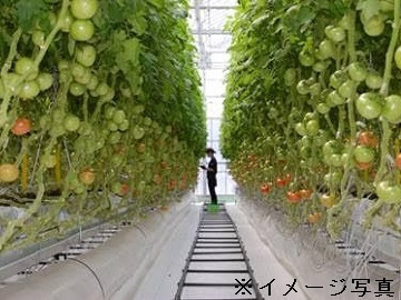 長野県軽井沢町×施設野菜/法人【42512】-1