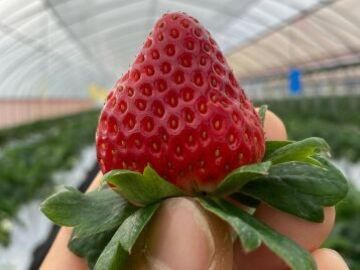 イチゴなら奥村-1