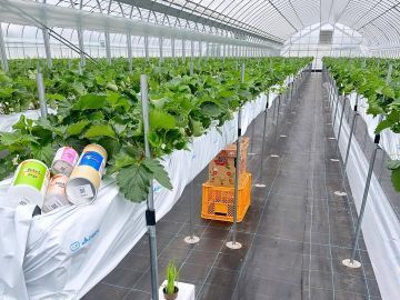 イチゴなら奥村-3