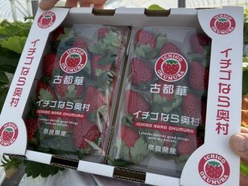 イチゴなら奥村-4