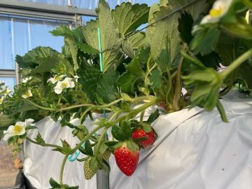 イチゴなら奥村-5