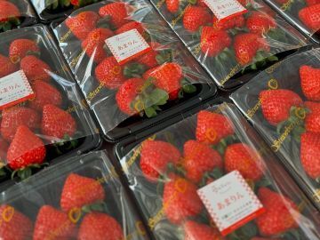 苺のマルシェ(所沢北田農園)-3