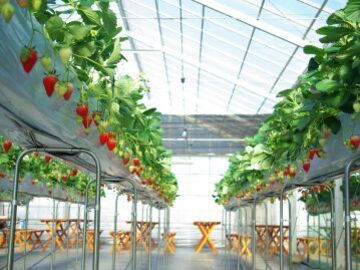 苺のマルシェ(所沢北田農園)-1