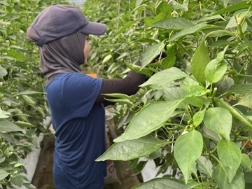 農業生産法人 株式会社愛菜-5