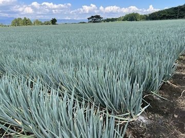 農業生産法人 株式会社愛菜-7