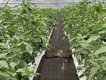 農業生産法人 株式会社愛菜-6