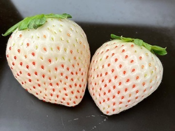 長瀞福島農園-3