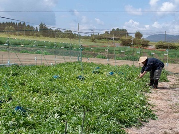長野県飯山市　地域おこし協力隊募集-5