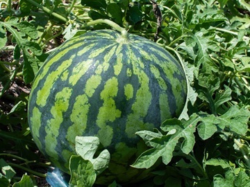 長野県飯山市　地域おこし協力隊募集-1