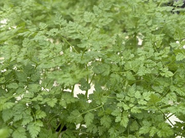 有限会社高橋農園-1