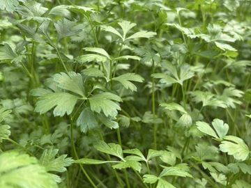 有限会社高橋農園-2