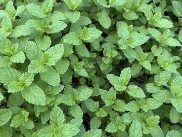 有限会社高橋農園-3