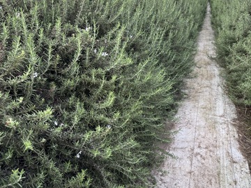 有限会社高橋農園-5