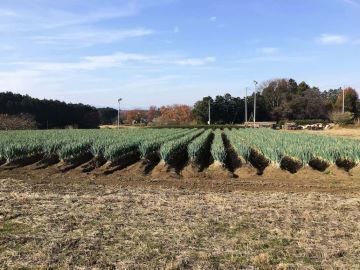 株式会社Do&Think【埼玉県:青果営業】-2