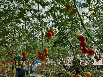 藤原京菜園(株式会社鞄工房山本)-4