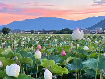 藤原京菜園(株式会社鞄工房山本)-8