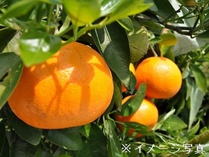 和歌山県有田川町×果樹/法人【42538】-top