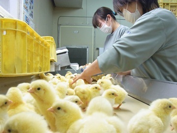 石井養鶏農業協同組合-1