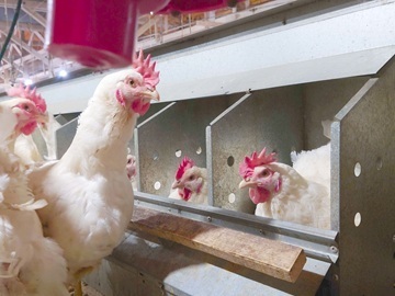 石井養鶏農業協同組合-7