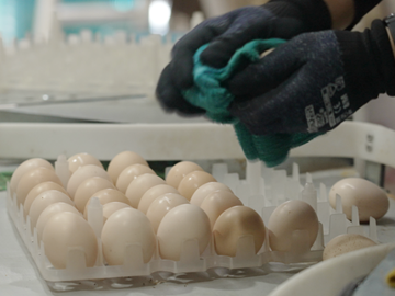 石井養鶏農業協同組合-2