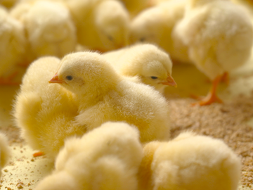 石井養鶏農業協同組合-5