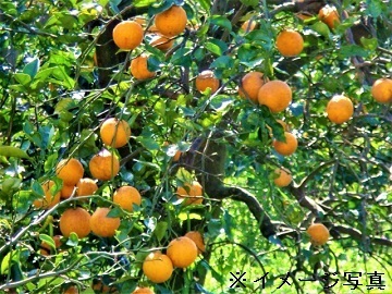 和歌山県有田川町×果樹/法人【42538】-2