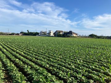 関農園(神奈川)-2
