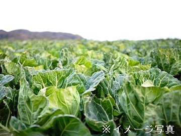 関農園(神奈川)-6