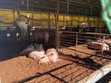 株式会社丹沢農場/旧海老名畜産株式会社-6