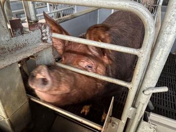 株式会社あべファーム-2