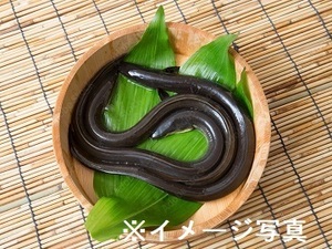 愛知県西尾市×鰻用飼料営業/法人【42548】-top