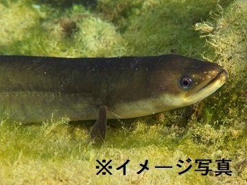 愛知県西尾市×鰻用飼料営業/法人【42548】-1