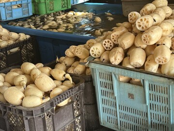 太助レンコン園-2