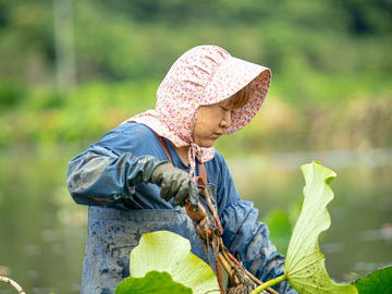 太助レンコン園-4