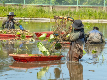 太助レンコン園-6
