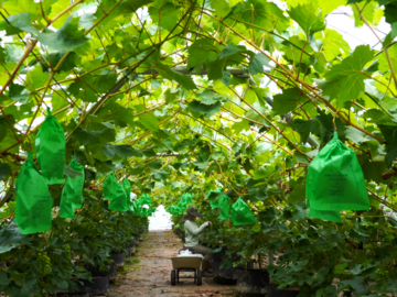 株式会社GRAPE BASE-1