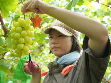 株式会社GRAPE BASE-2