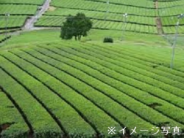 静岡県牧之原市×お茶/法人【42557】-top