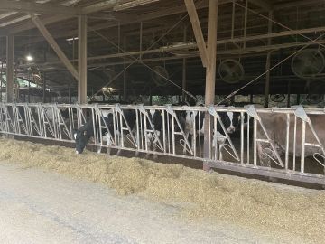 Lake Hill Farm 佐藤牧場-2