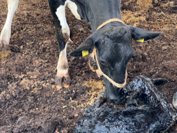 株式会社風の牧場-5